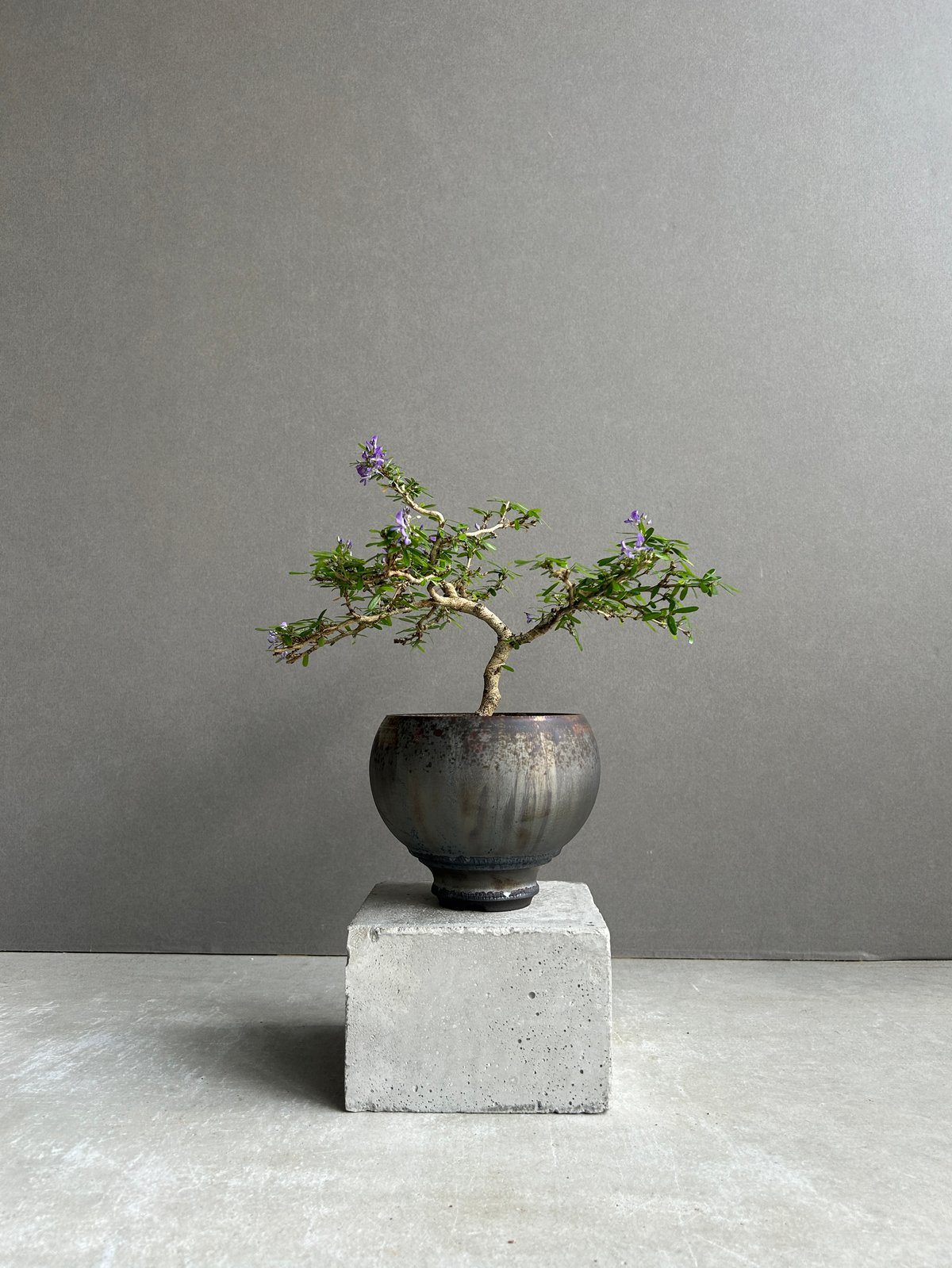 うち” 盆栽+ object by 1218 「“UCHI” BONSAI 」15I | S