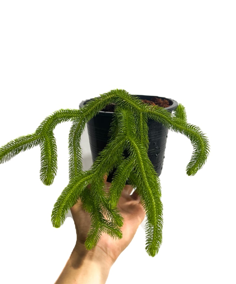 フぺルジア スクアローサ ヴェルチクラータ「Huperzia squarrosa vertic