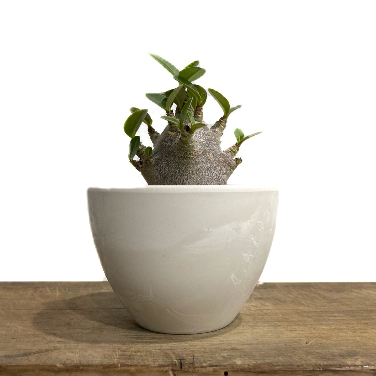 TOKY HAGAKURE POT 8個セット TOKY HAGAKURE POT 8個セット Hagakure Cylinder Pot M Short