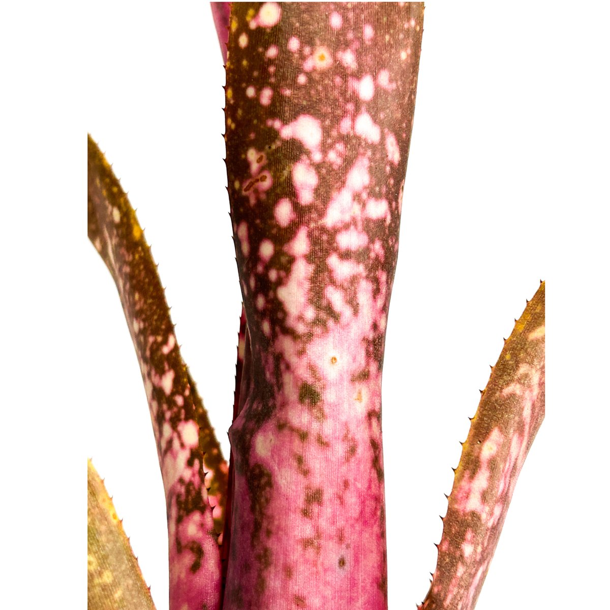 ビルベルギア チェリーグロウ「 Billbergia Cherry Glow 」3/10-77