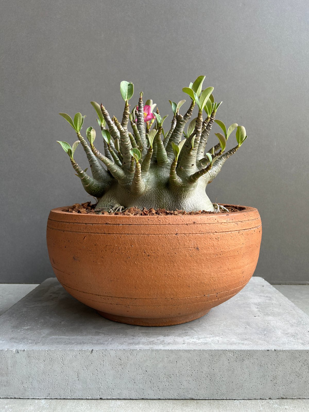 アデニウム　アラビカム アデニウム アラビカム スーパードワーフ “選抜個体” 「Adenium