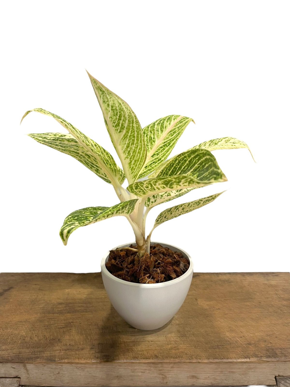アグラオネマ ホワイト レガシー 「Aglaonema White Legacy」79L |