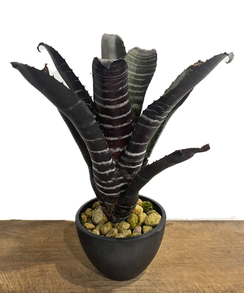 エクメア チャンティニー ブラック「Aechmea chantinii black」7 エクメア チャンティニー ブラック「Aechmea chantinii black」7