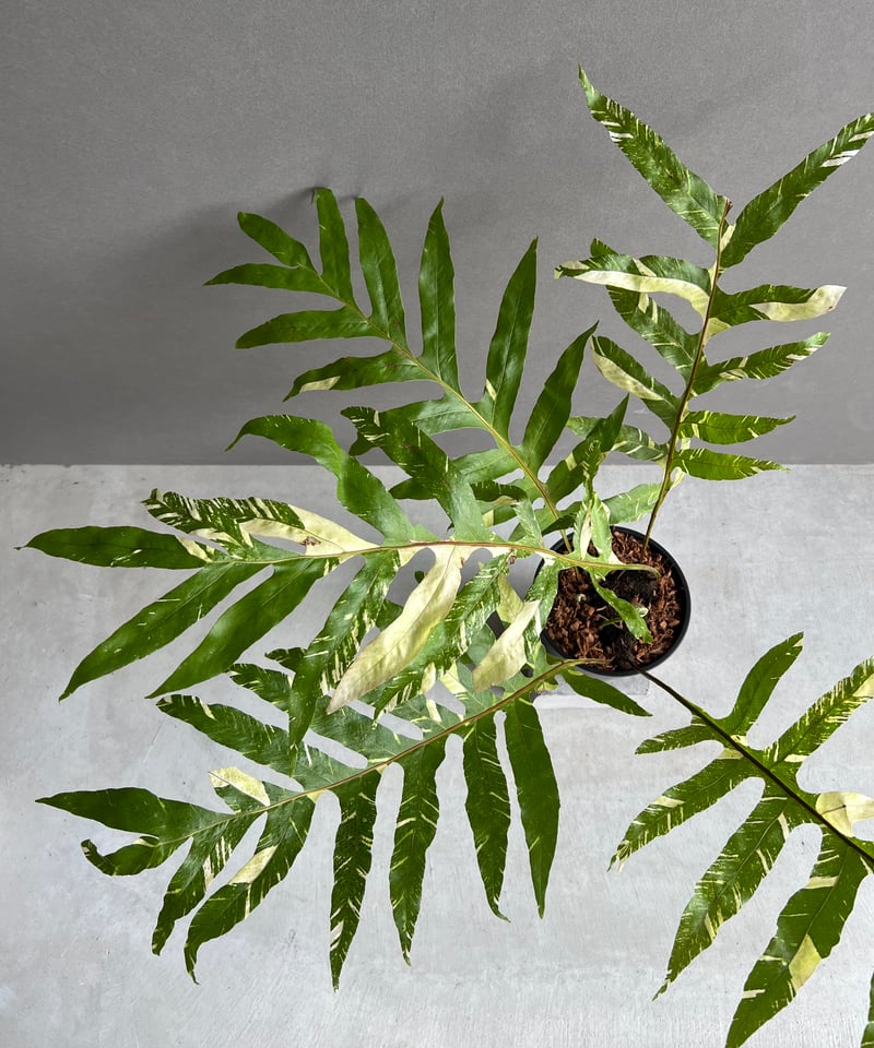 ドリナリア クエルシフォリア 斑入 「Drynaria quercifolia