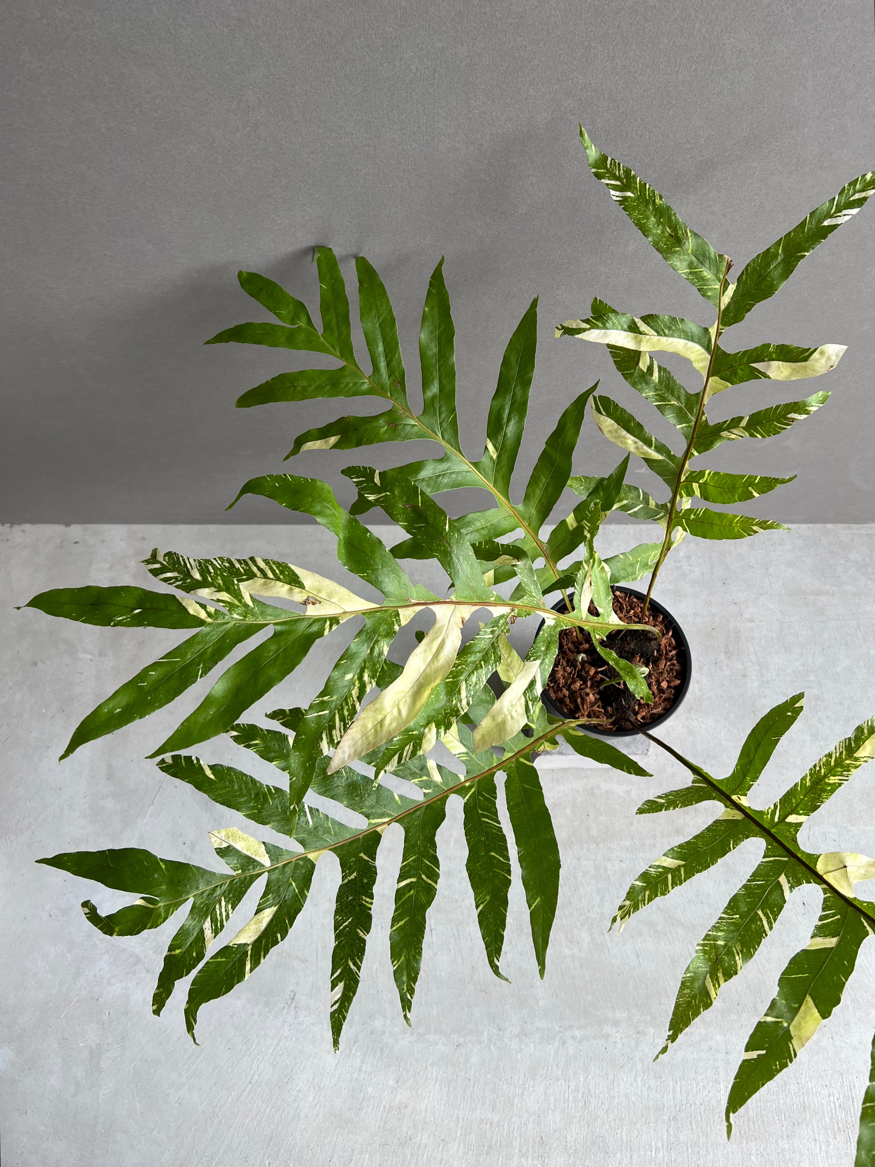 ドリナリア クエルシフォリア 斑入 「Drynaria quercifolia Variega