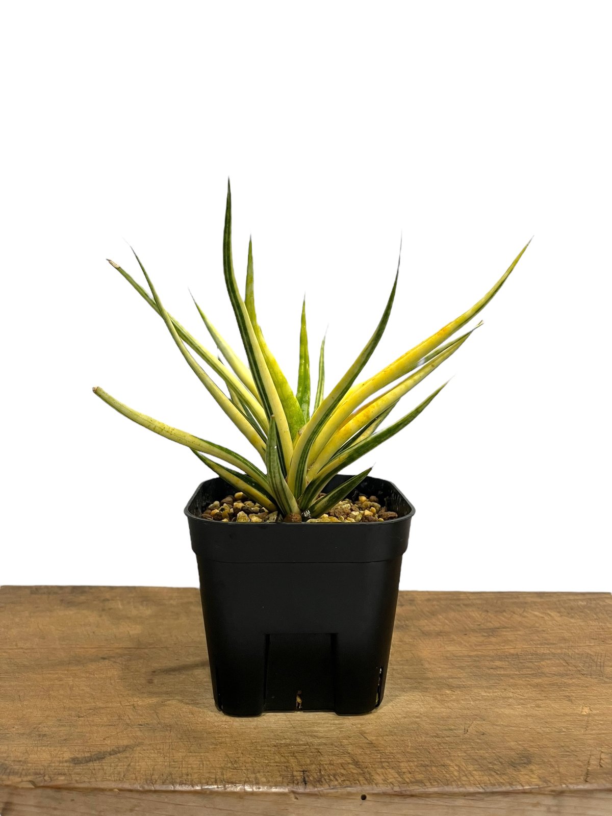 サンセベリア ブンルートーチ 斑入 「Sansevieria Bunlue Torch Var
