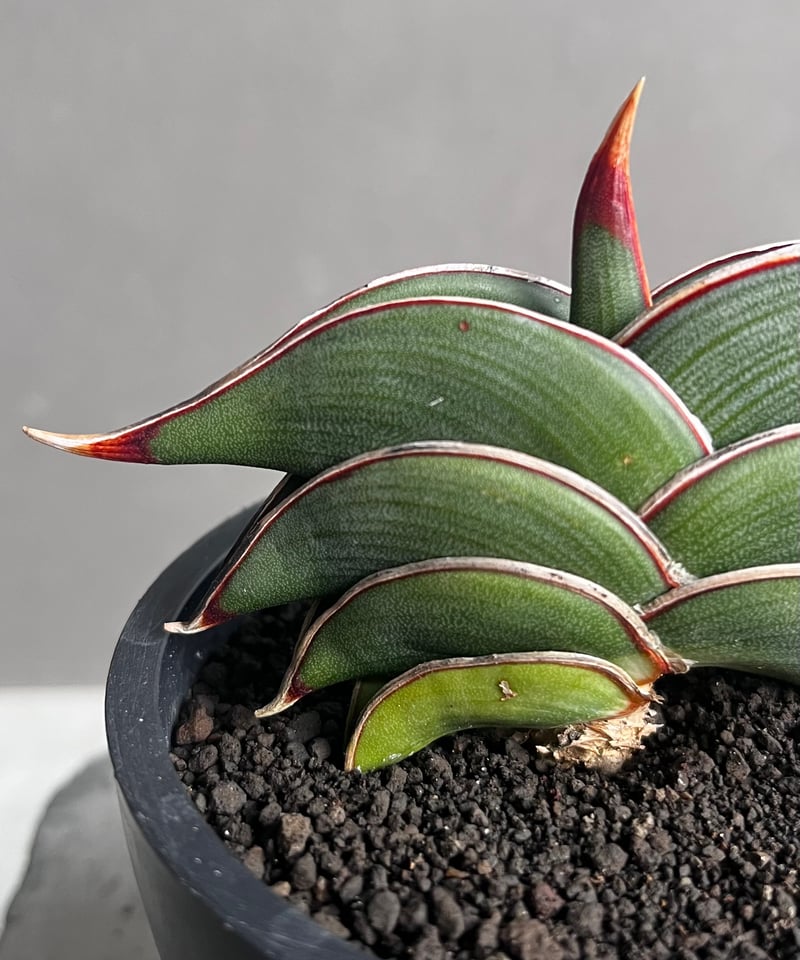 サンセベリア ロリダ 「Sansevieria rorida」70Z | SHOUCHIKUEN サンセベリア ロリダ 「Sansevieria rorida」70Z | SHOUCHIKUEN