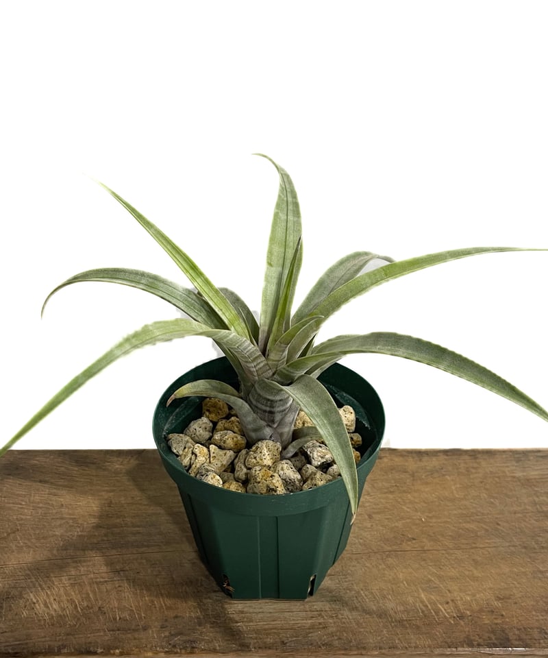 ティランジア ヒルダエ ワイドリーフ「Tillandsia hildae Wide