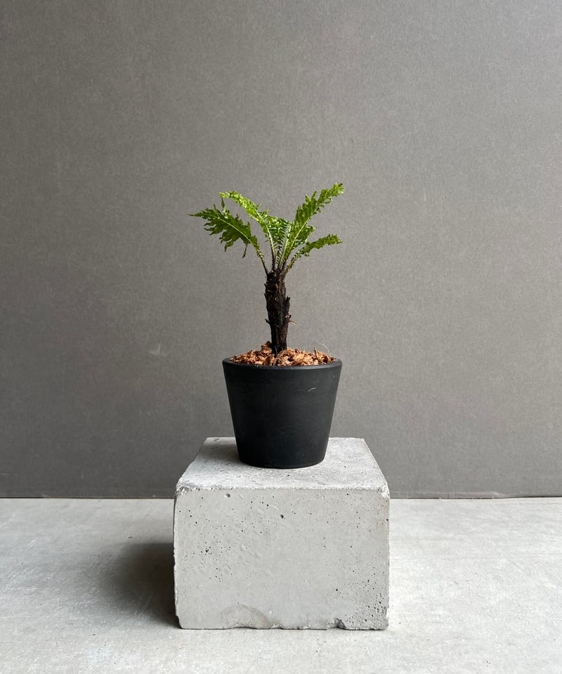 ブレクナム ギッバム ドワーフ 「Blechnum gibbum Dwarf 」38C | S