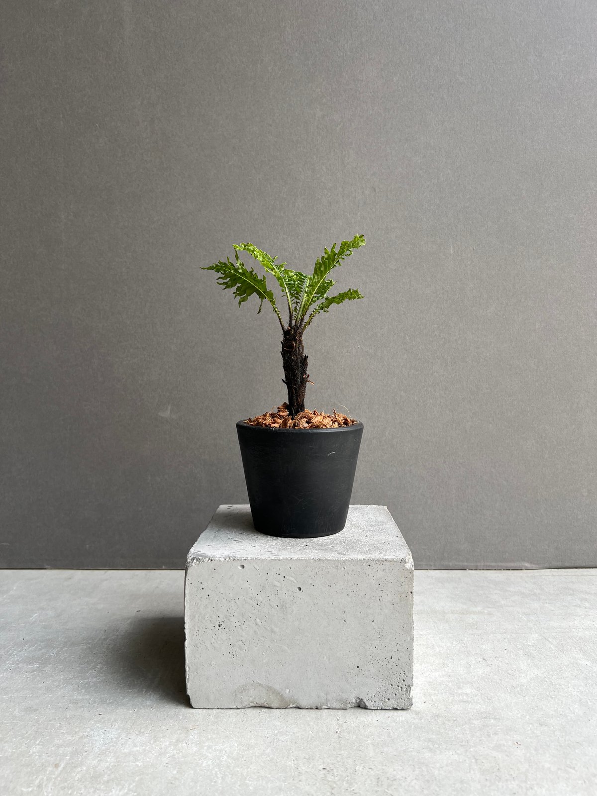 ブレクナム ギッバム ドワーフ 「Blechnum gibbum Dwarf 」38C | S