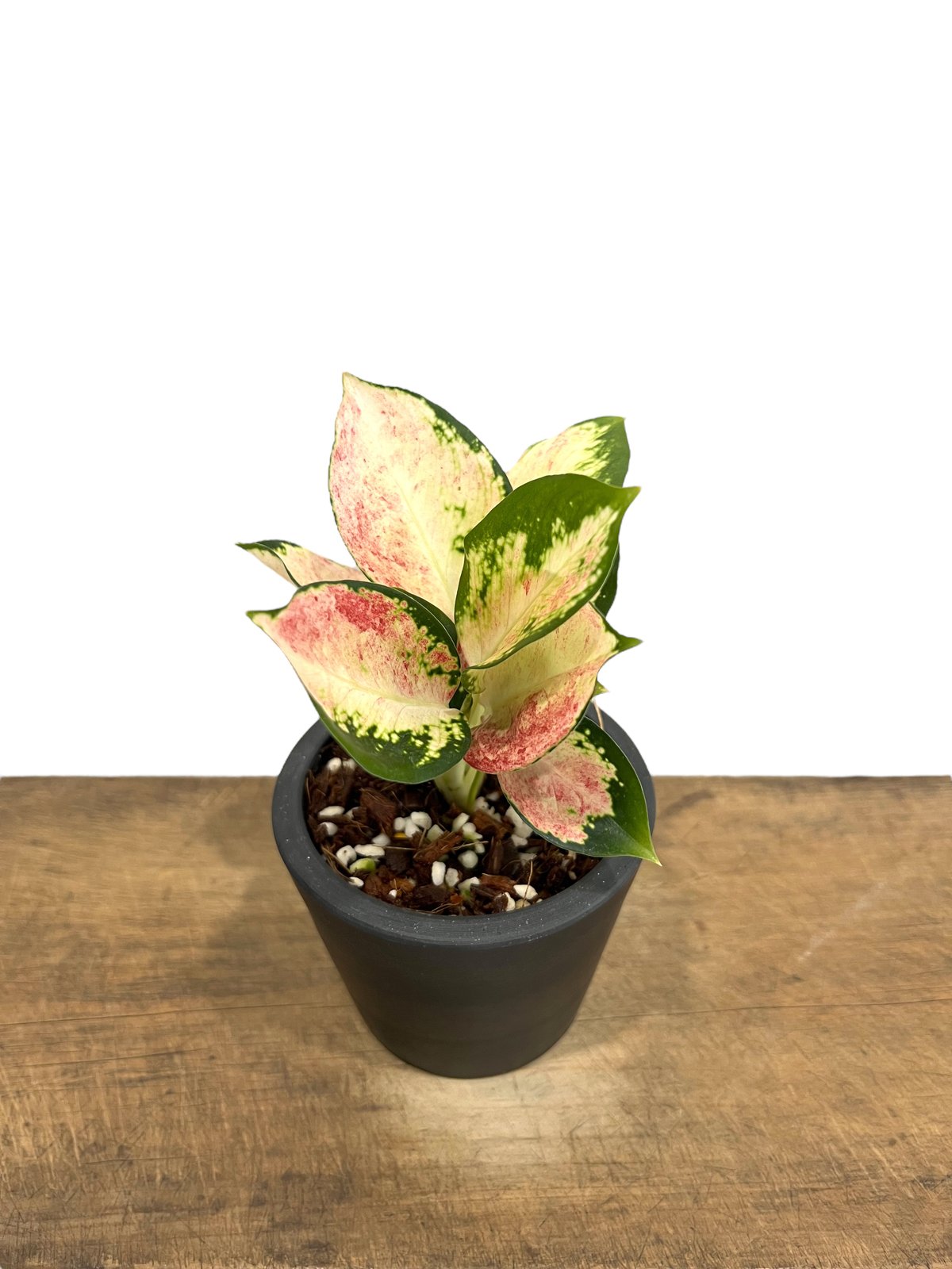 アグラオネマ ネオン 変異種 斑入 「Aglaonema Neon mutation