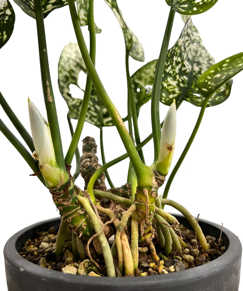 アグラオネマ spp. 「Aglaonema spp.」75K | SHOUCHIKUEN