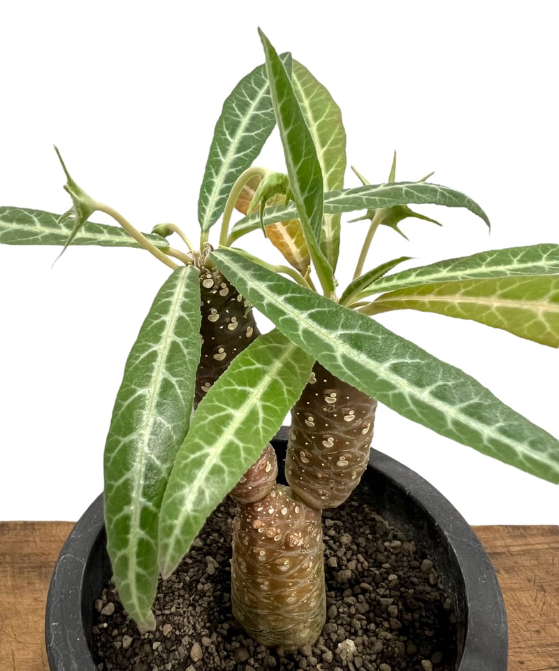 ドルステニア ランキフォリア (実生苗)「 Dorstenia crispa var.lanc