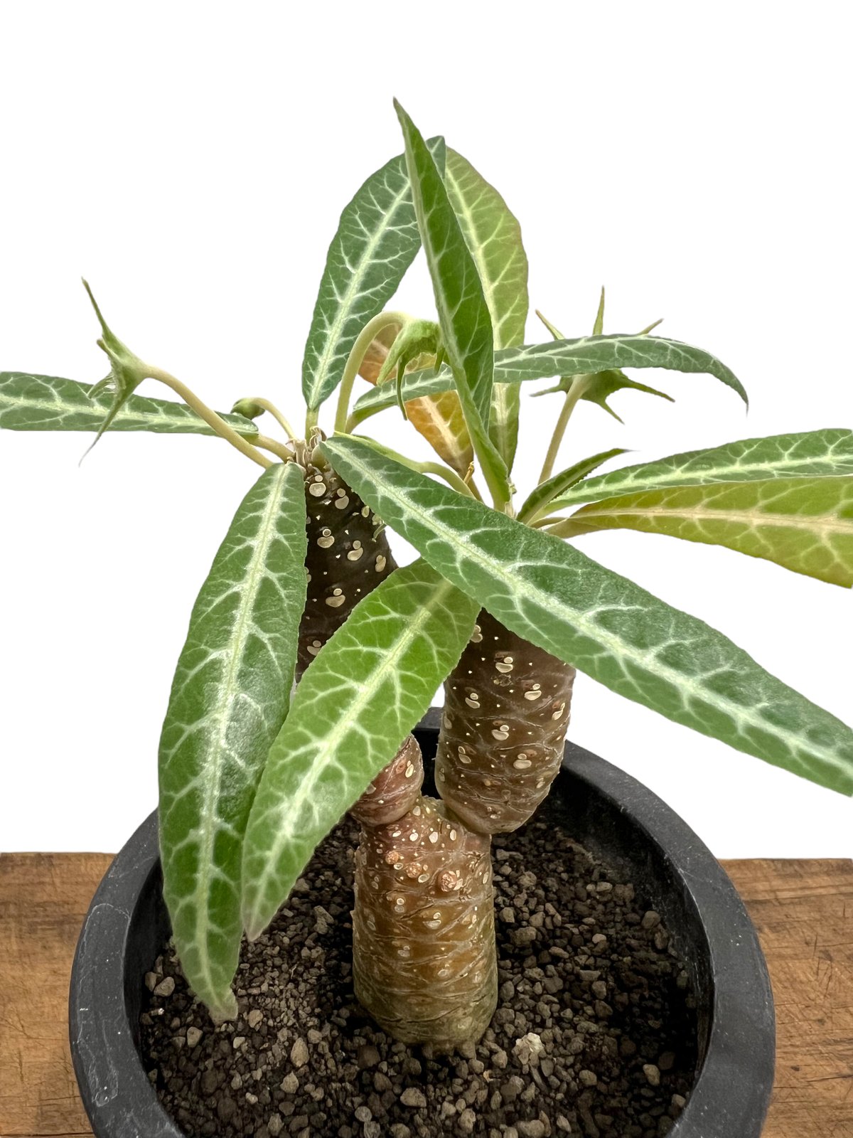 ドルステニア ランキフォリア 斑入り Dorstenia lancifolia