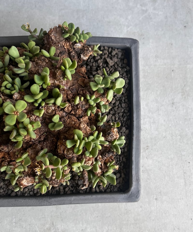 ケラリア ピグマエア 「Ceraria Pygmaea」99E | SHOUCHIKUEN