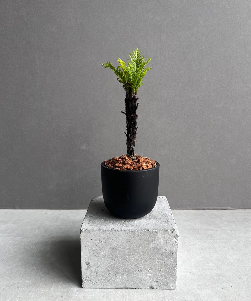 ブレクナム ギッバム ドワーフ 「Blechnum gibbum Dwarf 」59A ブレクナム ギッバム ドワーフ 「Blechnum gibbum Dwarf 」59A