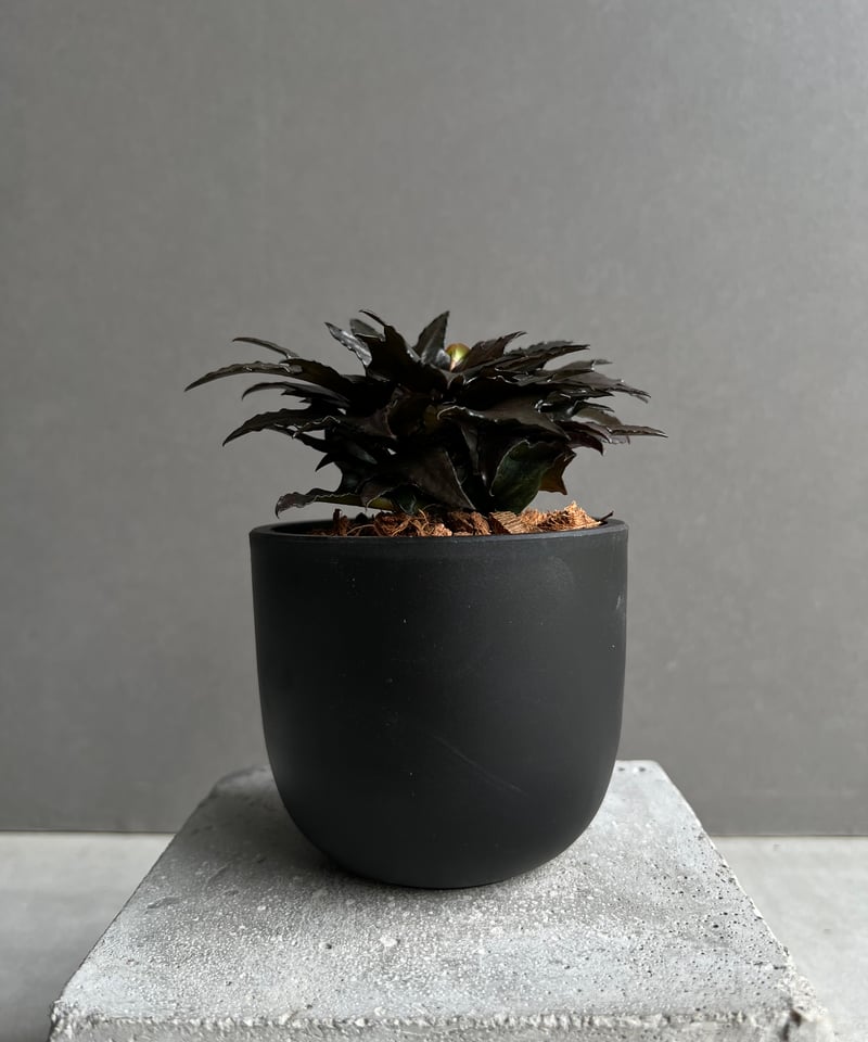 ユーフォルビア フランコイシー “エスプレッソ”「 Euphorbia