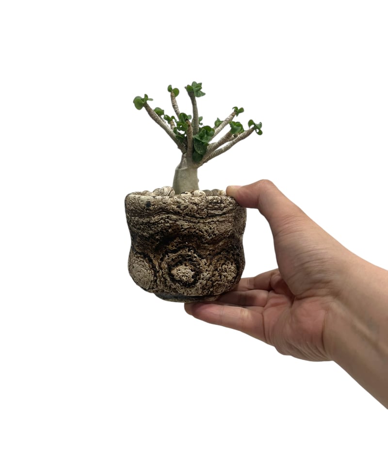 【レア/獅子葉/アデニウム/ブラックスキン】 DHA - A レア/獅子葉/アデニウム/ブラックスキン】 DHA - A レア/獅子葉