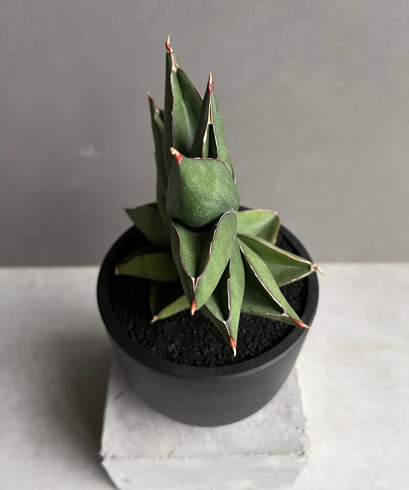 サンセベリア オペラ ハウス 「Sansevieria Opera House 」91A |