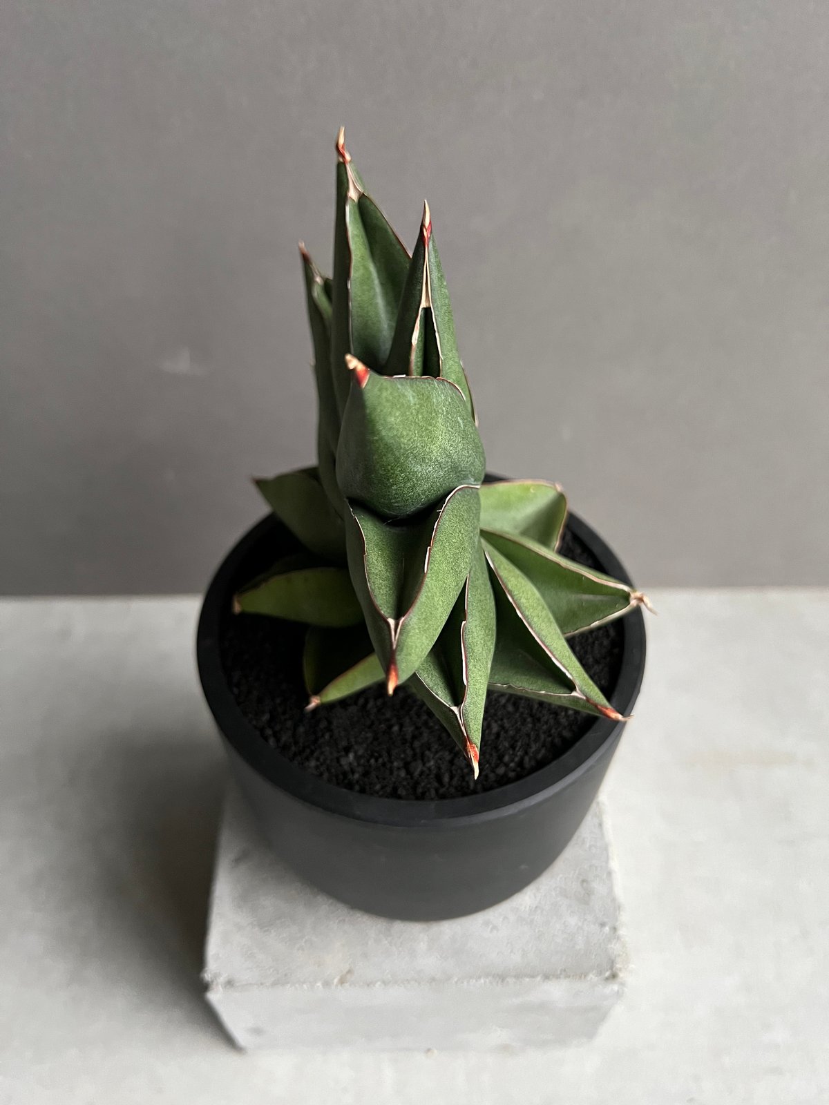 サンセベリア オペラ ハウス 「Sansevieria Opera House 」91A |