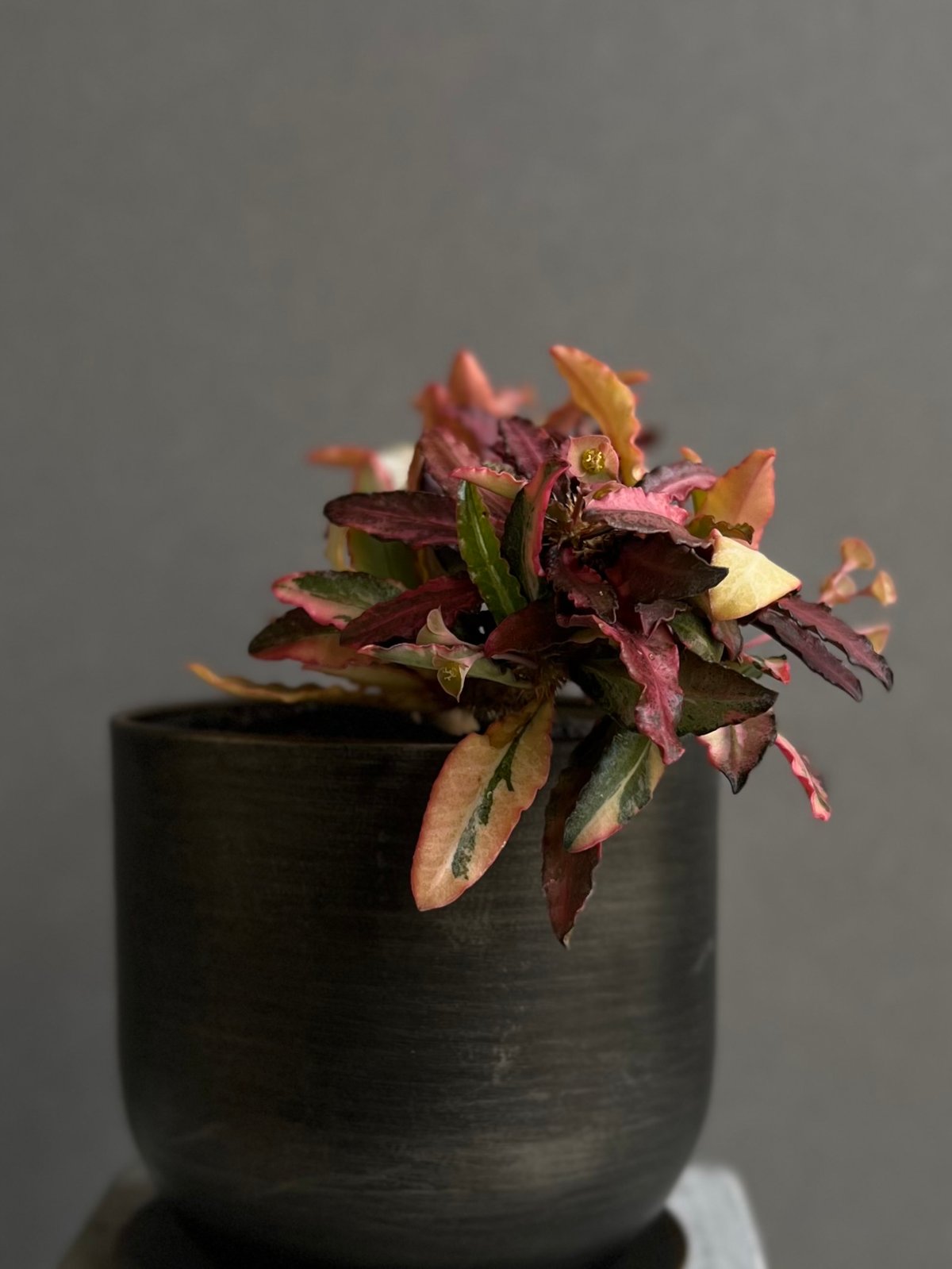 ユーフォルビア クレメルシー 実生 繁殖苗 ユーフォルビア クレメルシーの実生記録 | MET PLANTS