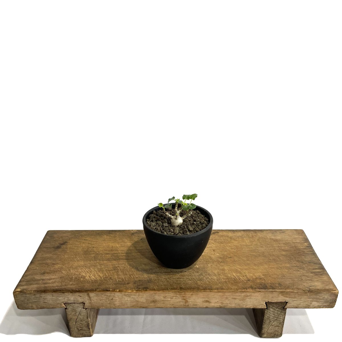 ヤトロファ マルギナータ 「 jatropha marginata」7/5 | SHOUCH