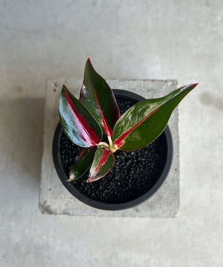 アグラオネマ LA1016-03j Aglaonema pictum AP Aceh, Sumatera, LA1016-03j