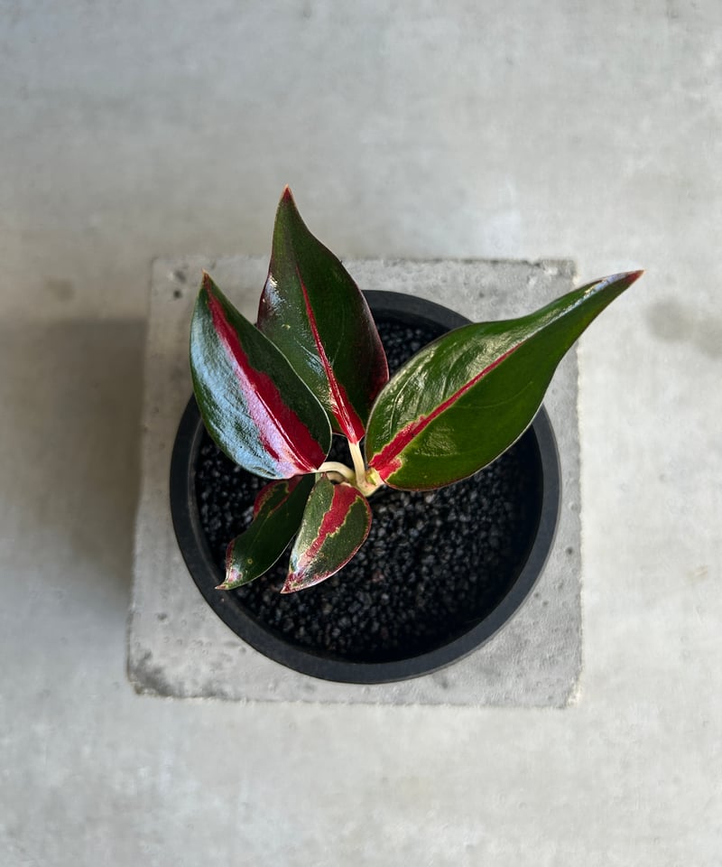 アグラオネマ レッドサンダー 「Aglaonema Red Thunder」72J | SHO