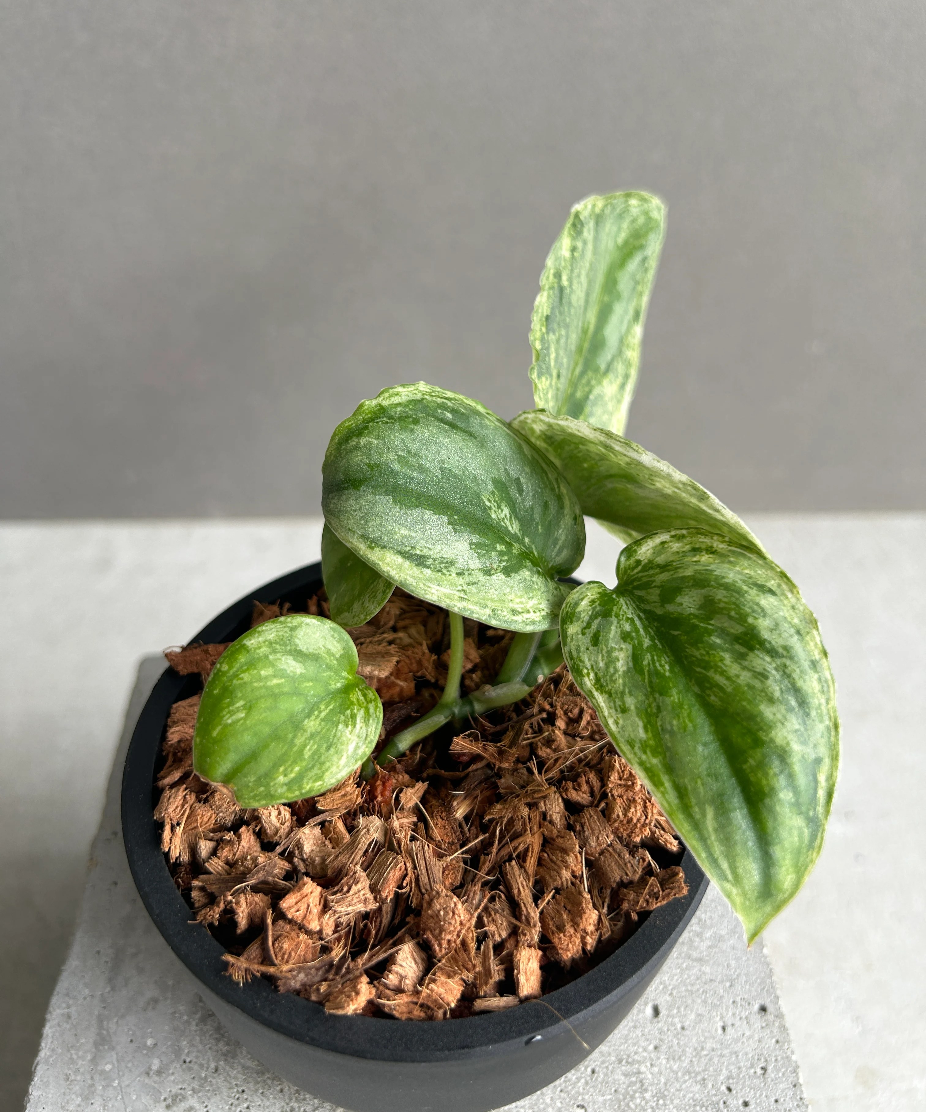 スキンダプサス エキゾチカ ホログラム ミント 「Scindapsus exotica