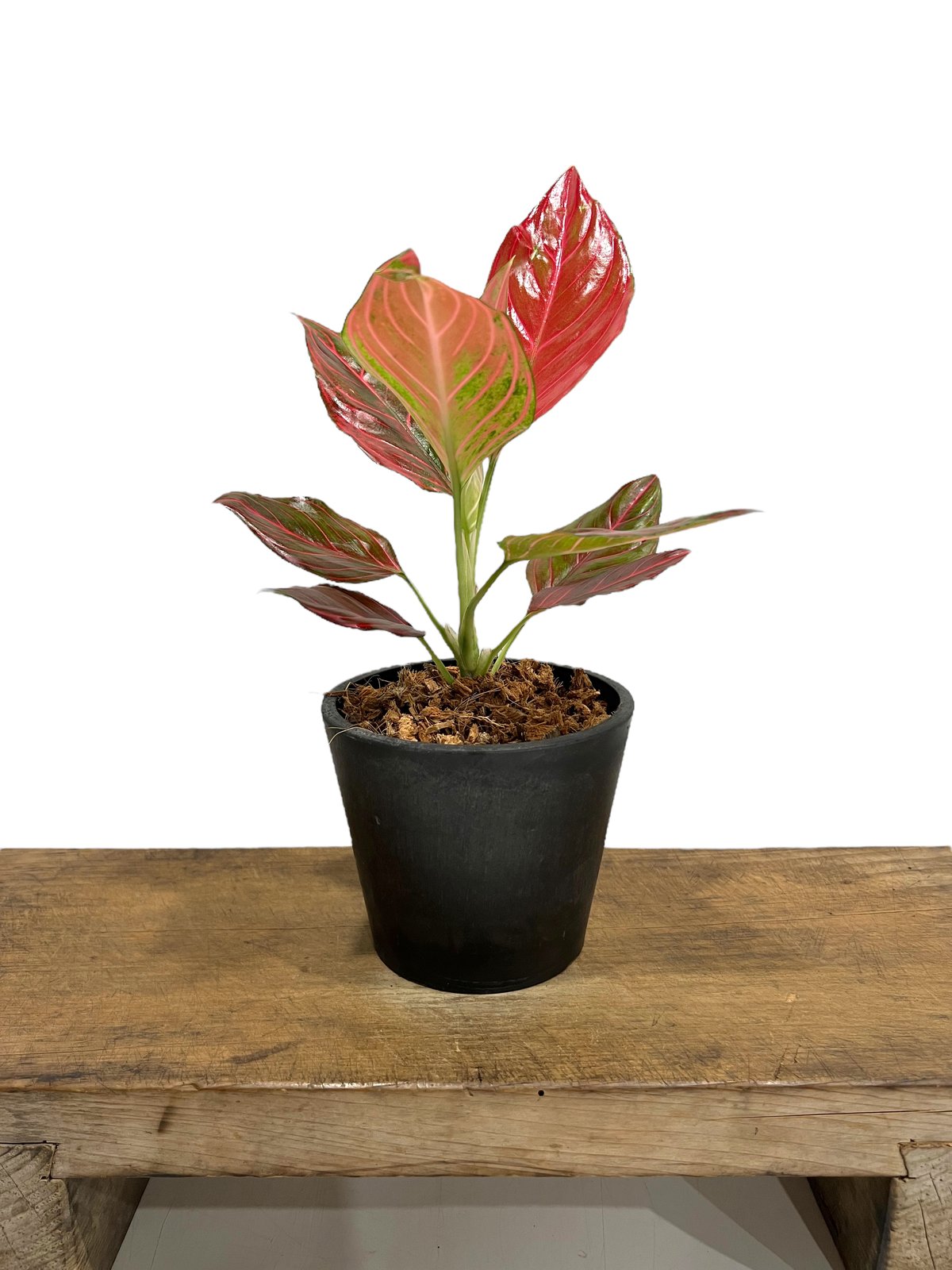 アグラオネマ　レッドベイン　ミューテーション　1株 アグラオネマ レッド ベイン 「Aglaonema Red Vein」56B | SHOUCH