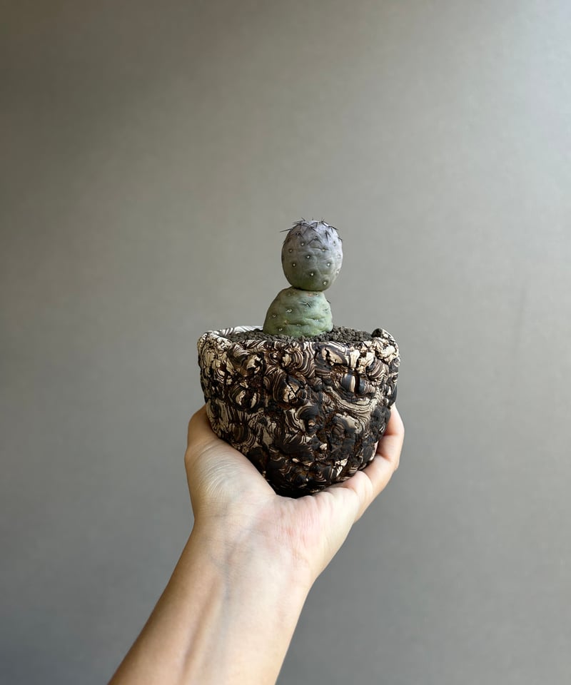 テフロカクタス ゲオメトリクス+plantsmonsters pot 「Tephrocactu