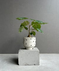 サンセベリア ロリダ 「Sansevieria rorida」73h | SHOUCHIKUEN