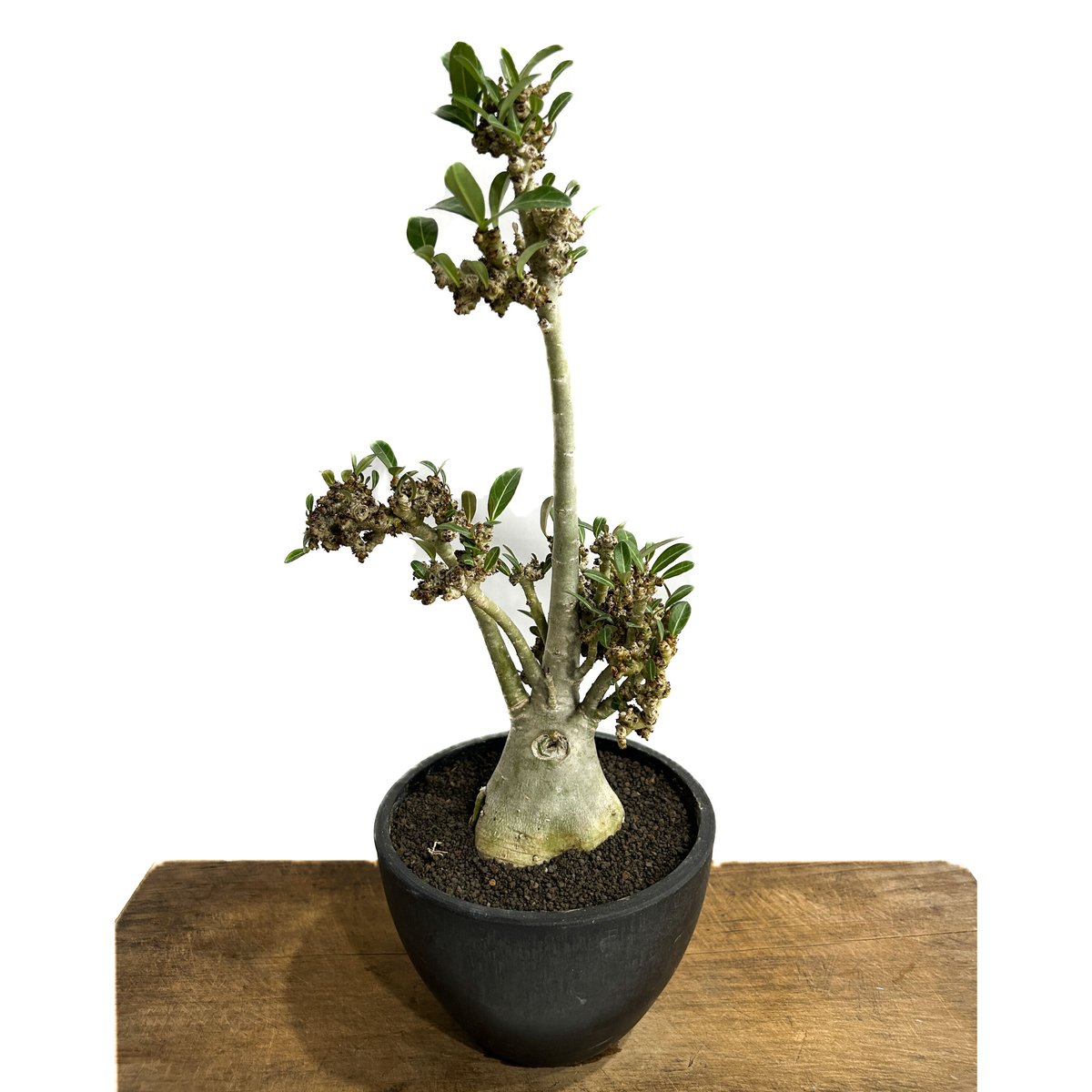 激レア　テミン　イデア　ポラロイド EM669C EIDOLON 1/43 Lamborghini Aventador SVJ Roadster 2020