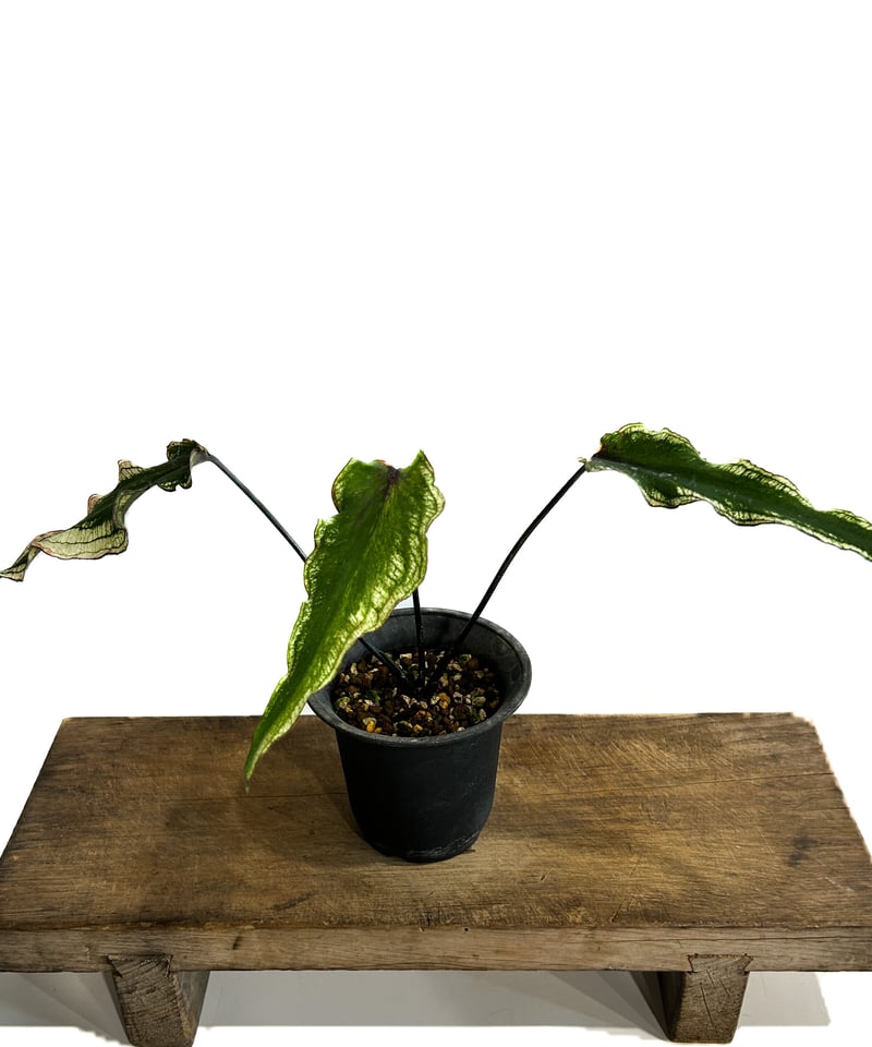 カラジウム ブラック バンブー「Caladium Black Bamboo」7/30-96A-