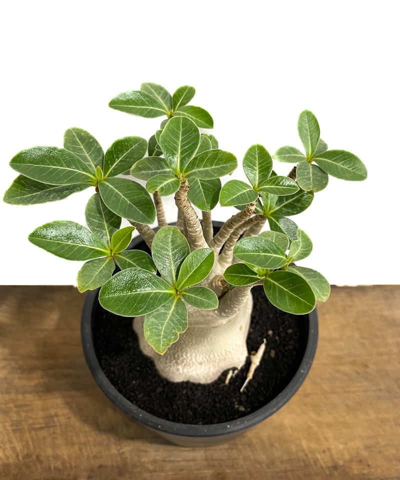 アデニウム アラビカム 「Adenium arabicum 」7/6-951 | SHOUCH