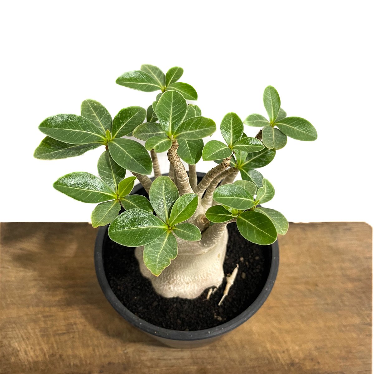 アデニウム アラビカム 「Adenium arabicum 」7/6-951 | SHOUCH