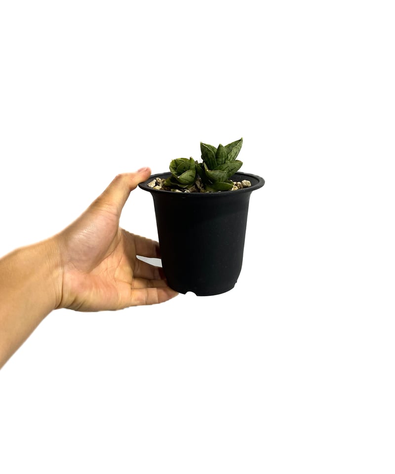 サンセベリア ミニ ローズ「Sansevieria Mini Rose (by Unyaman