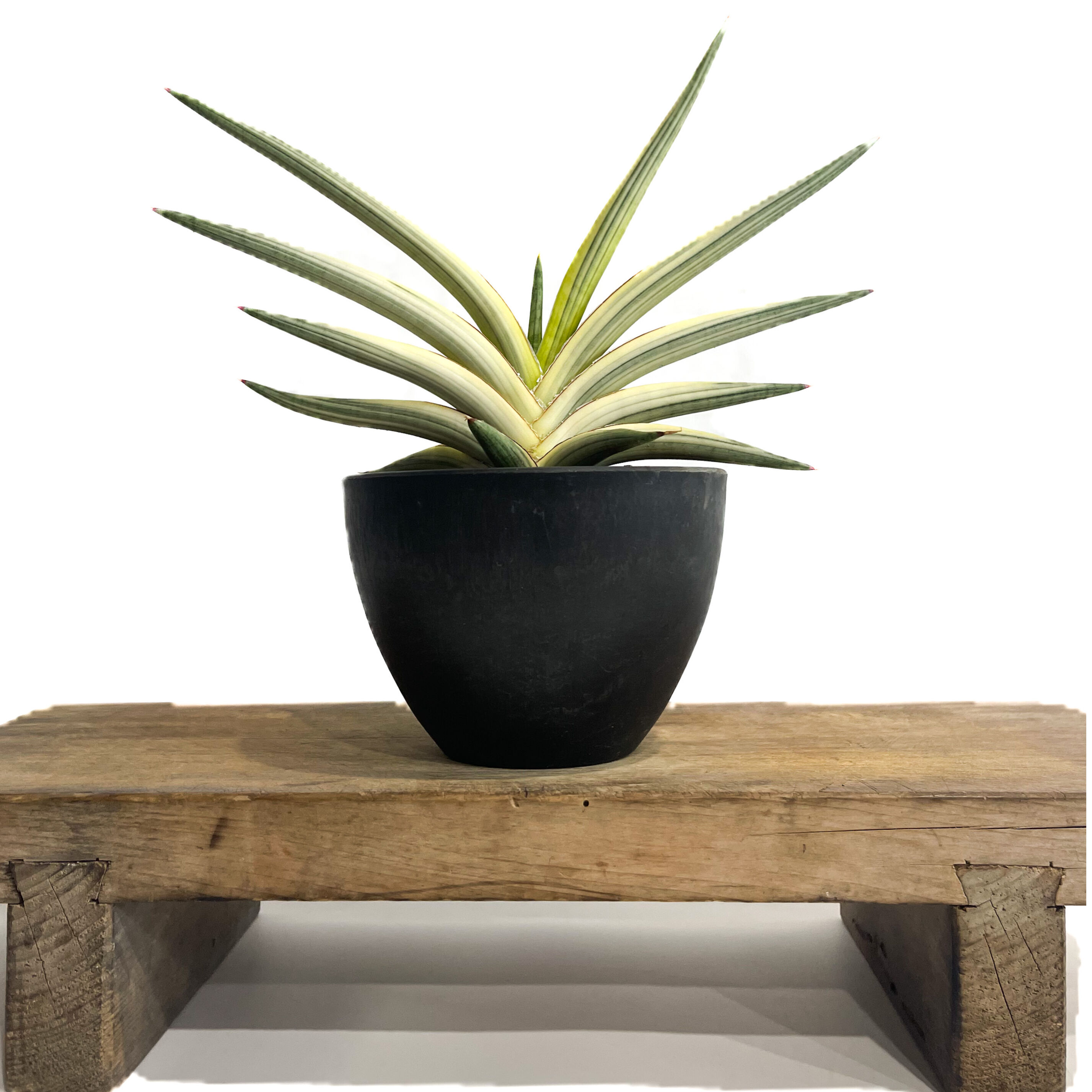 サンセベリア ロイヤルクラウン 斑入り「Sansevieria royal crown var