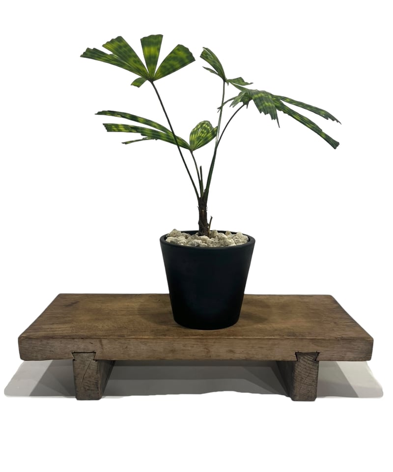 リクアラ マッタネンシス マプ 「Licuala mattanensis 'Mapu