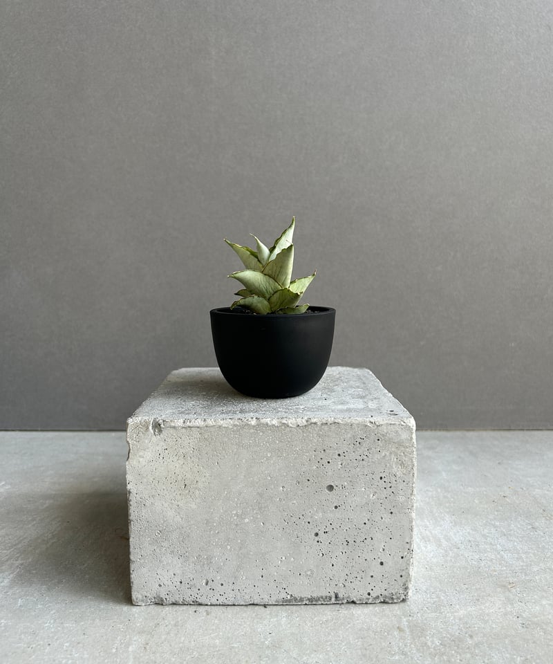 サンセベリア ブア カーオ「 Sansevieria Buakaw(by Unyamanee