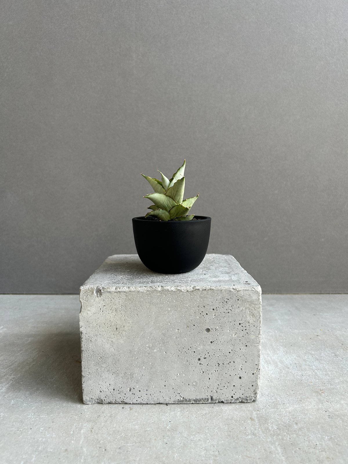 GP Sansevieria Bua Kao サンセベリア ブア カーオ サンセベリア ブア カーオ「 Sansevieria Buakaw(by Unyamanee