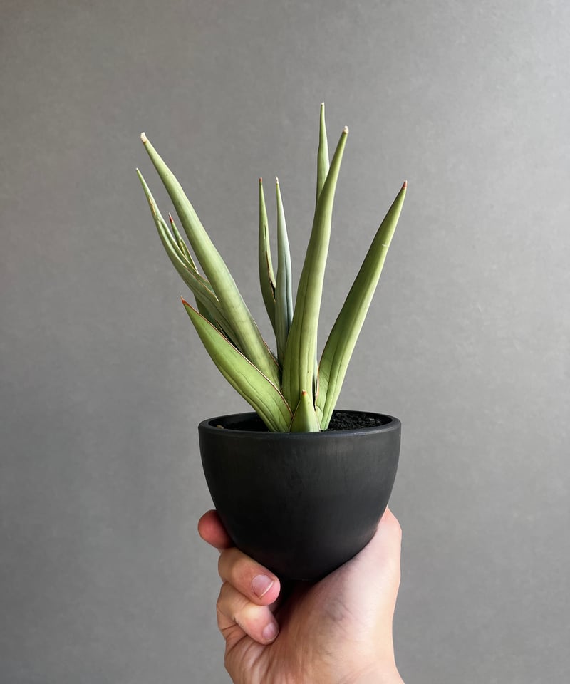 サンセベリア バイ-ビッド 「Sansevieria Bi-Bid (by Unyamanee