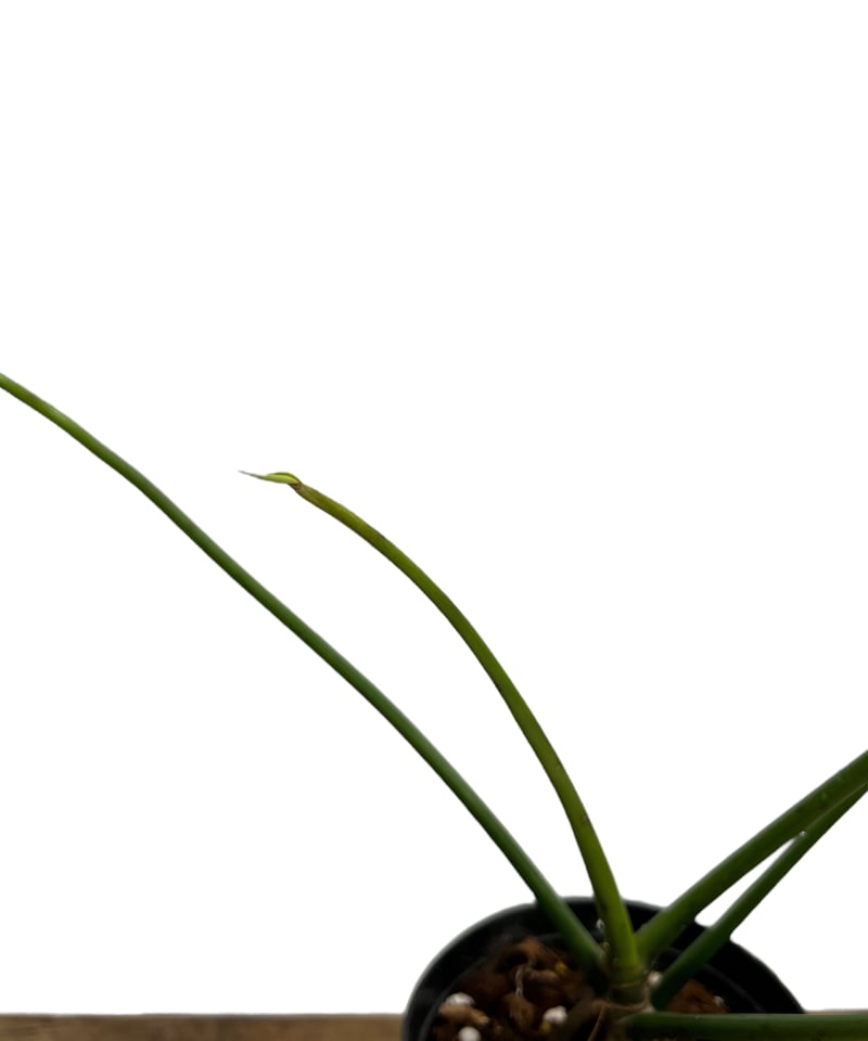 フィロデンドロン ロンギロバトム 'レラノ ミヤノ'「 Philodendron
