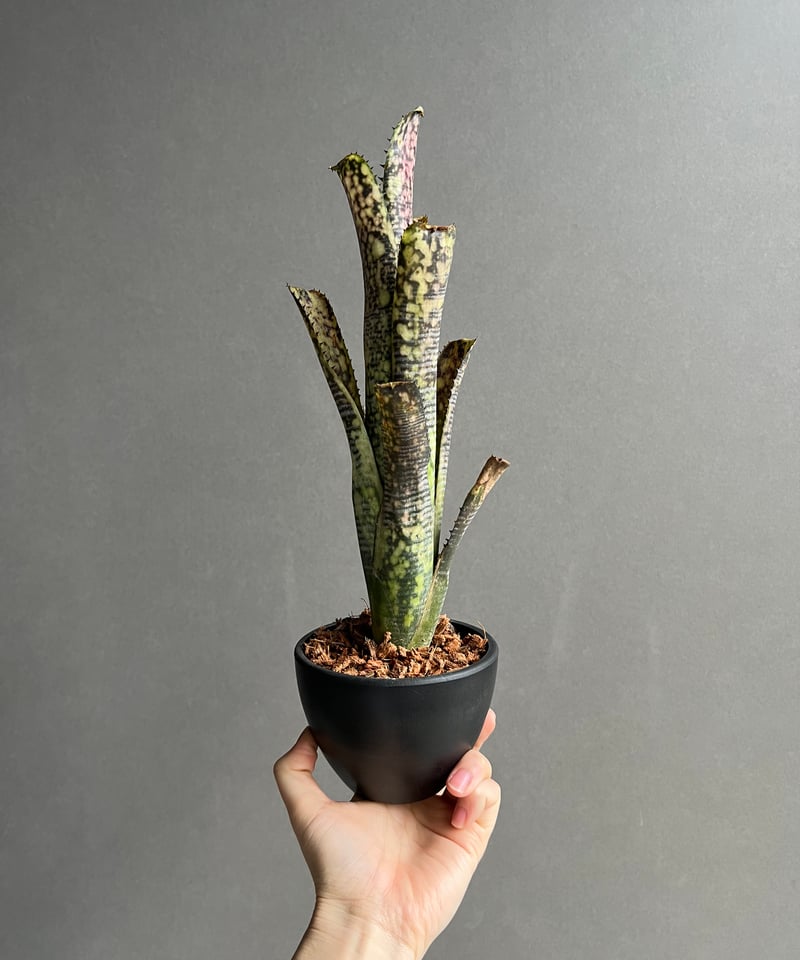 ビルベルギア ライムストーン「Billbergia Limestone」42W | SHOUC