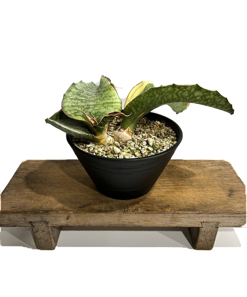 サンセベリア ドラゴン ウィング 斑入「Sansevieria dragon wing サンセベリア ドラゴン ウィング 斑入「Sansevieria dragon wing