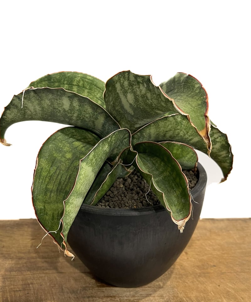 サンスベリア dragon wing variegated C 6