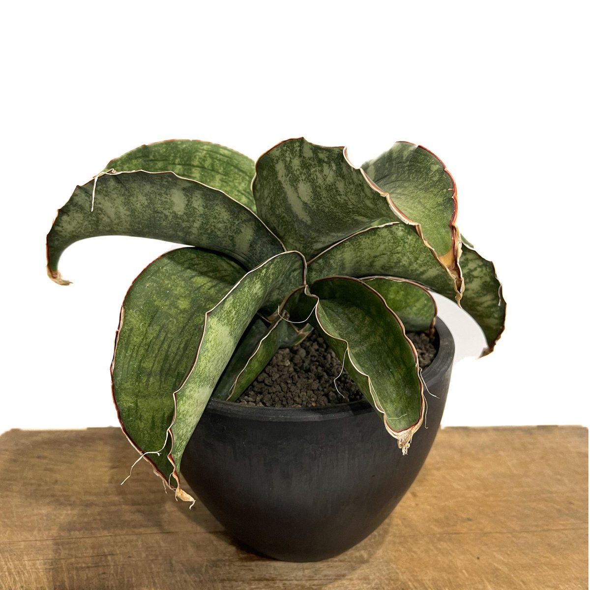 サンセベリア ドラゴン ウィング「Sansevieria dragon wing」10