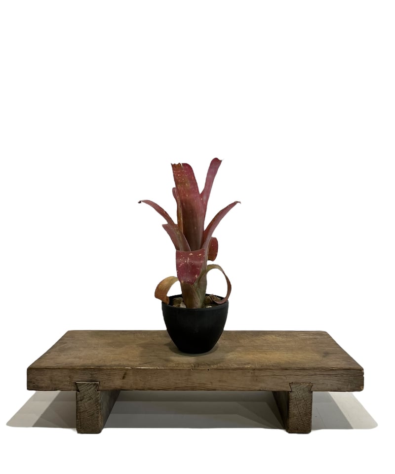 ビルベルギア ハイブリッド「Billbergia hybrid」88D-2 | SHOUCHI ビルベルギア ハイブリッド「Billbergia hybrid」88D-2 | SHOUCHI