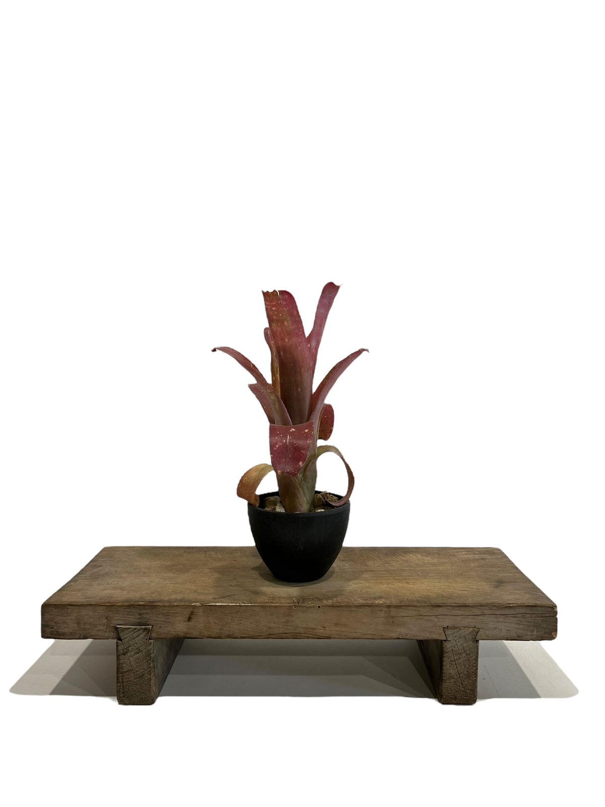 ビルベルギア ハイブリッド「Billbergia hybrid」88D-2 | SHOUCHI