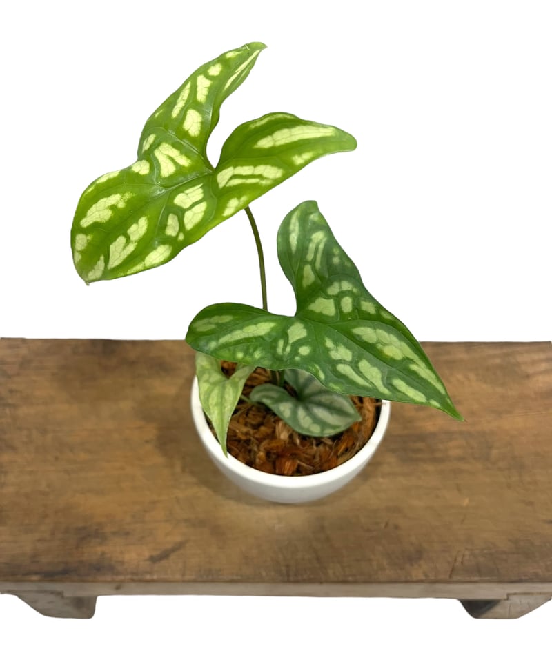 セルセスティス ミラビリス (N.E.Br) ボグナー「 Cercestis mirabili